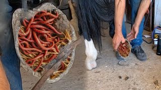 DIRTY Hooves EXPOSED—What We Found Will Shock You 🐴 [upl. by Nwhas]