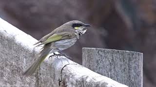 Singing Honeyeater Gavicalis virescens  Cape Schank Mornington Peninsula Victoria AUSTRALIA [upl. by Ettenyar]