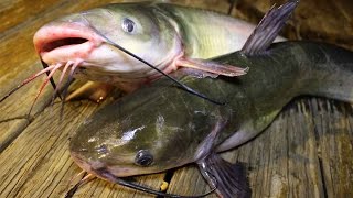 How to catch catfish  How to cook catfish  How to clean catfish [upl. by Salahi202]