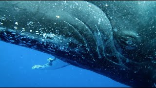 Spring whale watching with Merimbula Marina  Sapphire Coast NSW  Start Feeling It [upl. by Hannavahs]