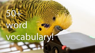 Budgies vocabulary stuns humans [upl. by Eido739]