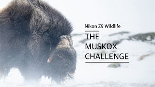 Nikon Z9 Wildlife – The Muskox Challenge [upl. by Suhploda469]