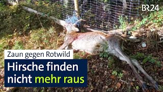 Anzeigen gegen Landwirt Hirsche verenden in an einer Seite offenen Zaun  Abendschau  BR24 [upl. by Hayyifas]