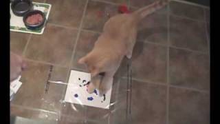 Cats Painting Artwork with Kitty Casso Paint Kit [upl. by Ozen]