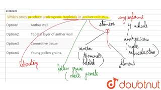 Which ones produce androgenic haploids in anther cultures [upl. by Naid280]