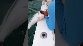 Costa Rican Fishing Adventure shorts costarica tuna [upl. by Rockafellow]