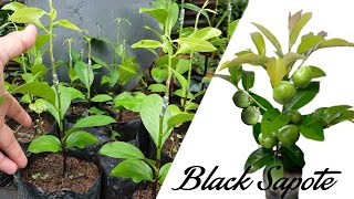 The Best Idea of ​​Black Sapote Tree Propagation And Faster Fruiting [upl. by Srevart]