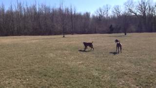 2 Vizslas no match for greyhound [upl. by Kcirb]