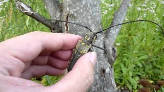 シロスジカミキリの威嚇音 Batocera lineolataLonghorn beetles Intimidation sound [upl. by Anikas]