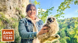 Juhu Nachwuchs beim Uhu  Reportage für Kinder  Anna und die wilden Tiere [upl. by Acceb]