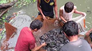 Pesca en la quebrada de la amazonia peruana pesca con red atrapa muchos peces en aguas [upl. by Ruelle]