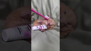 Hamster Sleeping Funny Moment You MUST See hamsters 倉鼠 [upl. by Byron]