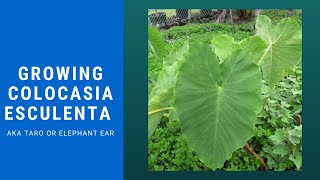 How to Grow Colocasia esculenta aka Taro  Simple and Easy [upl. by Zeni497]