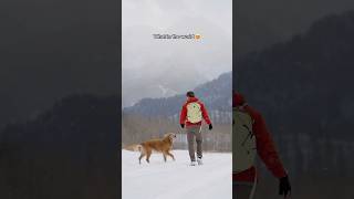 Enjoying some early season snowfall with my golden retriever ❄️😍🏔️ [upl. by Schlicher]