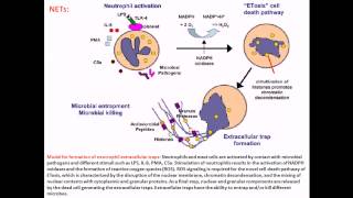 Streptococcus pyogenes infection and disease [upl. by Aikkan]