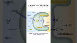 Mech of HCl secretion  GIT Physiology  MBBS 1ST YEAR [upl. by Mihar]