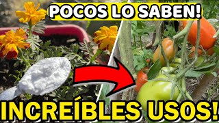 5 Usos ASOMBROSOS Del BICARBONATO En Las PLANTAS  Insecticida  Fungicida Casero Repele PLAGAS [upl. by Suhsoj]