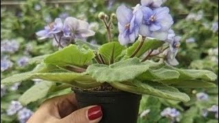 Mastering African Violet Propagation Made Easy [upl. by Gertrudis649]