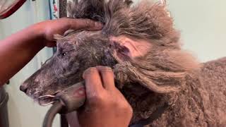 How to groom a full coated standard Poodle [upl. by Glennis256]