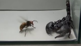 Giant Hornet vs Scorpion Tarantula and Praying mantis [upl. by Ulrike]