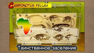 Таинственное заселение Африканских гигантов ● Camponotus fellah [upl. by Fancy]