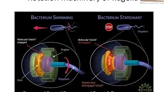 Rotation machinary of bacterial flagella [upl. by Sredna]