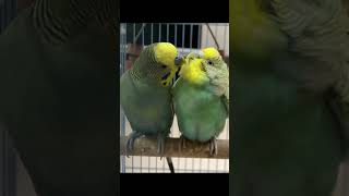 Cute budgies playing with each other🫶🏻 birdsplaying cutebirds budgies birdlove viral shorts [upl. by Anees]