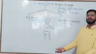 L  1 Skeletal system Class 11th Classification of bones education [upl. by Airuam570]