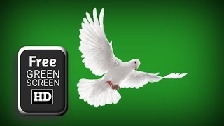 Dove green screen flying effects  green screen dove pigeon  green screen pigeon effects [upl. by Danie]