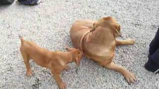 80kg French Mastiff wrestles with Puppy [upl. by Rafe]