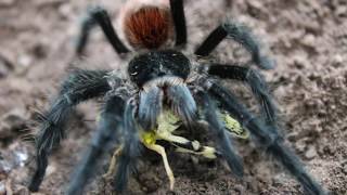 Grammostola Actaeon  Brazilian red rump  Brazilian woolly tarantula basic care and husbandry [upl. by Mot]