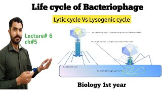 lytic and Lysogenic cycle of Bactyeriophage Lec6 Ch5 in Urdu Hindi by Dr Hadi [upl. by Anemij]