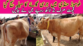 Jersey Cow For Sale in Pakistan  Malumor Mandi Jhang 2023 [upl. by Kessel]