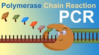 PCR  Polymerase Chain Reaction IQOGCSIC [upl. by Dlopoel]