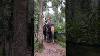 Elephant Safari Thekkady 😍 elephantsafari junglesafari travel thekkady trending shortsviral [upl. by Alleusnoc]