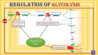 6 Glycolysis Regulation  Carbohydrates Metabolism6  Biochemistry  NJOY Biochemistry [upl. by Akimed]