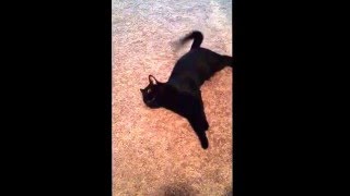 Bombay Cat chirping quotBatCatquot [upl. by Ahsiekan750]