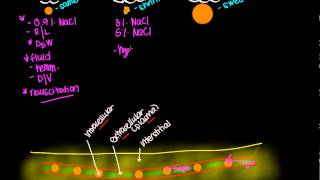 IV fluid tonicity Isotonic solutions Hypotonic solutions and Hypertonic solutions [upl. by Gillan873]