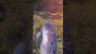 Taaa Spacerek no fajny spacerek z galopem na żelki hah😅 music horse hh equestrian edit [upl. by Syxela]