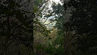 View From Hambledon Hill through the Trees the Knotman [upl. by Mcdougall]