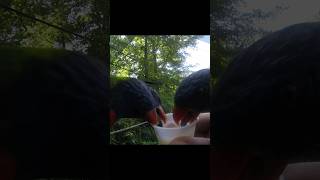 Feeding wild Lorikeets  Bush Garden VA animals williamsburgva travelvlog [upl. by Mannie]