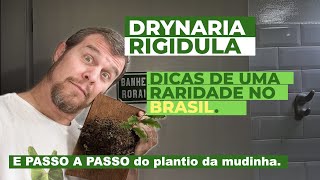 Drynaria rigidula sambaia rara no Brasil Passoapasso de como plantar essa raridade na sua casa [upl. by Rabjohn]