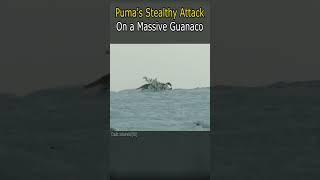 Pumas Stealthy Attack on a Massive Guanaco animal wildlife [upl. by Natehc211]