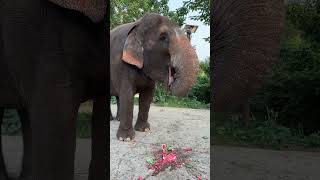 The elephant leader eating melon is a special magical animal It is rare to see Dragon [upl. by Aneeuqal284]