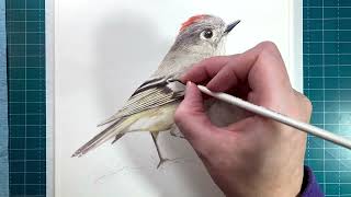 Week 2 of Painting Birds RubyCrowned Kinglet [upl. by Patrice521]