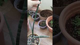 How to propagate cylindrical snake plant shorts [upl. by Aerdnek555]