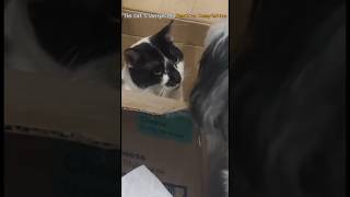 The Cats Unexpected Reaction Compilation [upl. by Atikihc830]