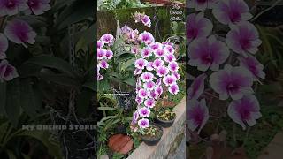 Tolumnia plant update orchid tolumnia garden dendrobium [upl. by Mears541]