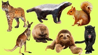 Learn Wild Animals  Learn Names and Sounds Animals In English for Children [upl. by Nottarts877]