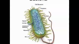 Ep30  Pathogens and Disease Unit 3 [upl. by Aneleairam]